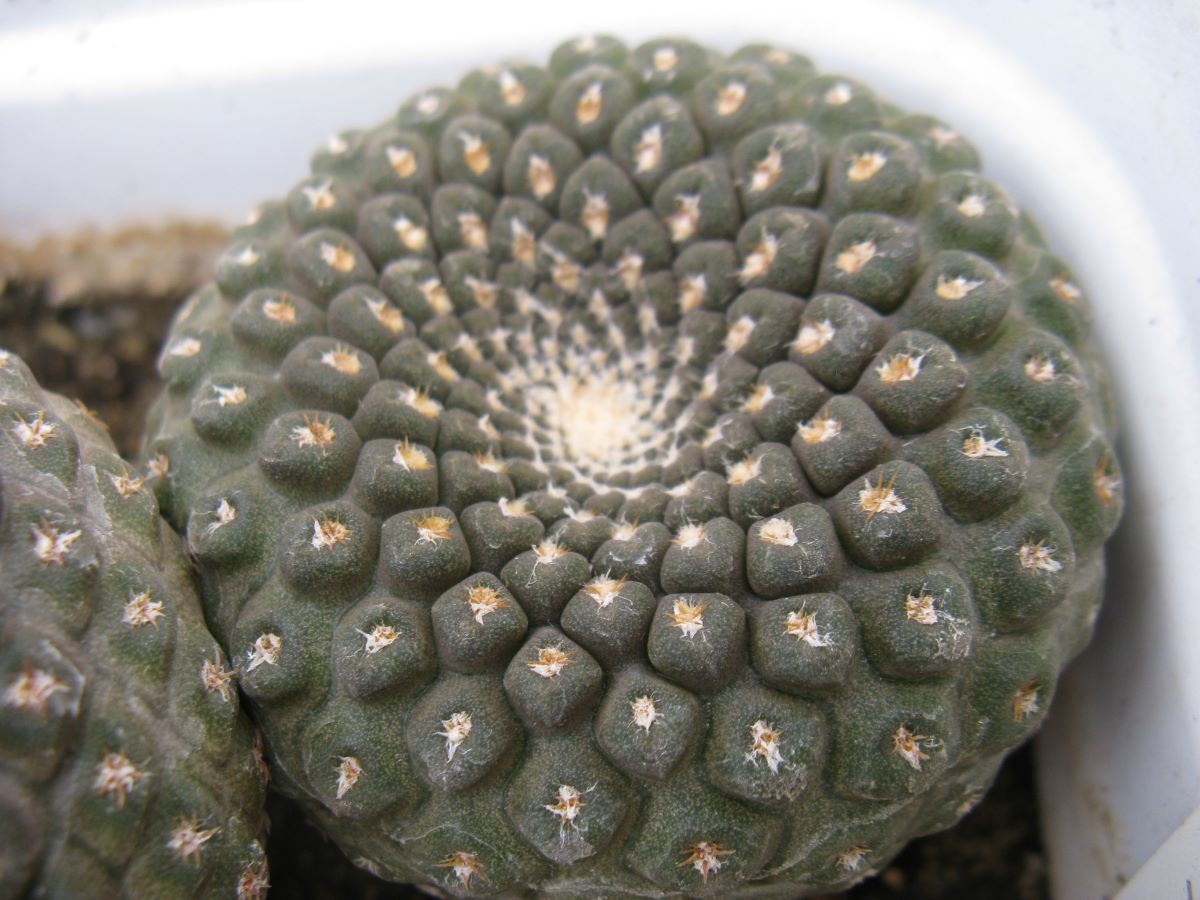 Thelocephala pajonalensis CH1509 насіння