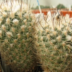 Gymnocactus saueri v nellisae MZ626 насіння
