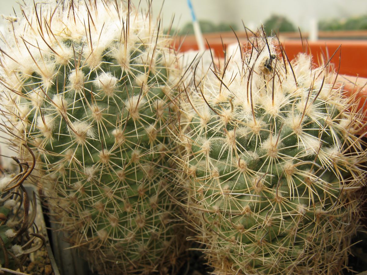 Gymnocactus saueri v nellisae MZ626 насіння