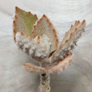 4459 Kalanchoe beharensis 'Fang'