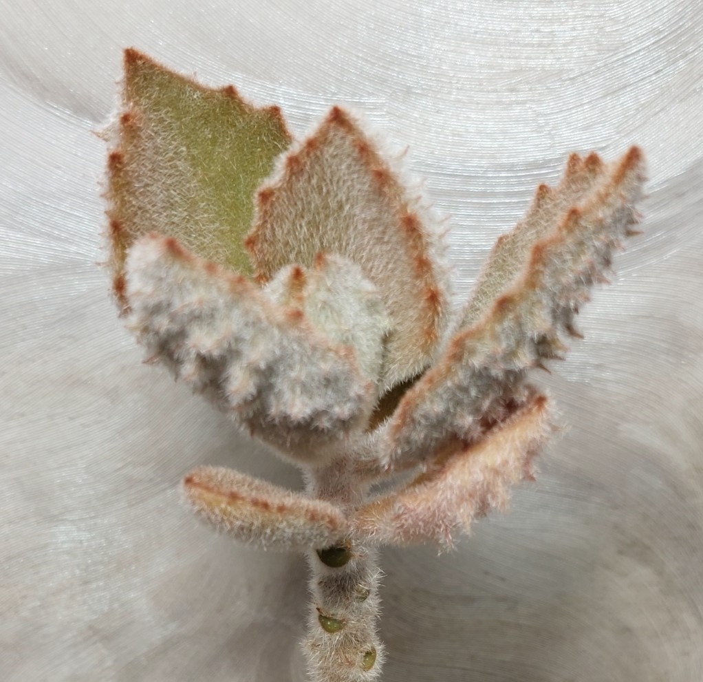 4459 Kalanchoe beharensis 'Fang'
