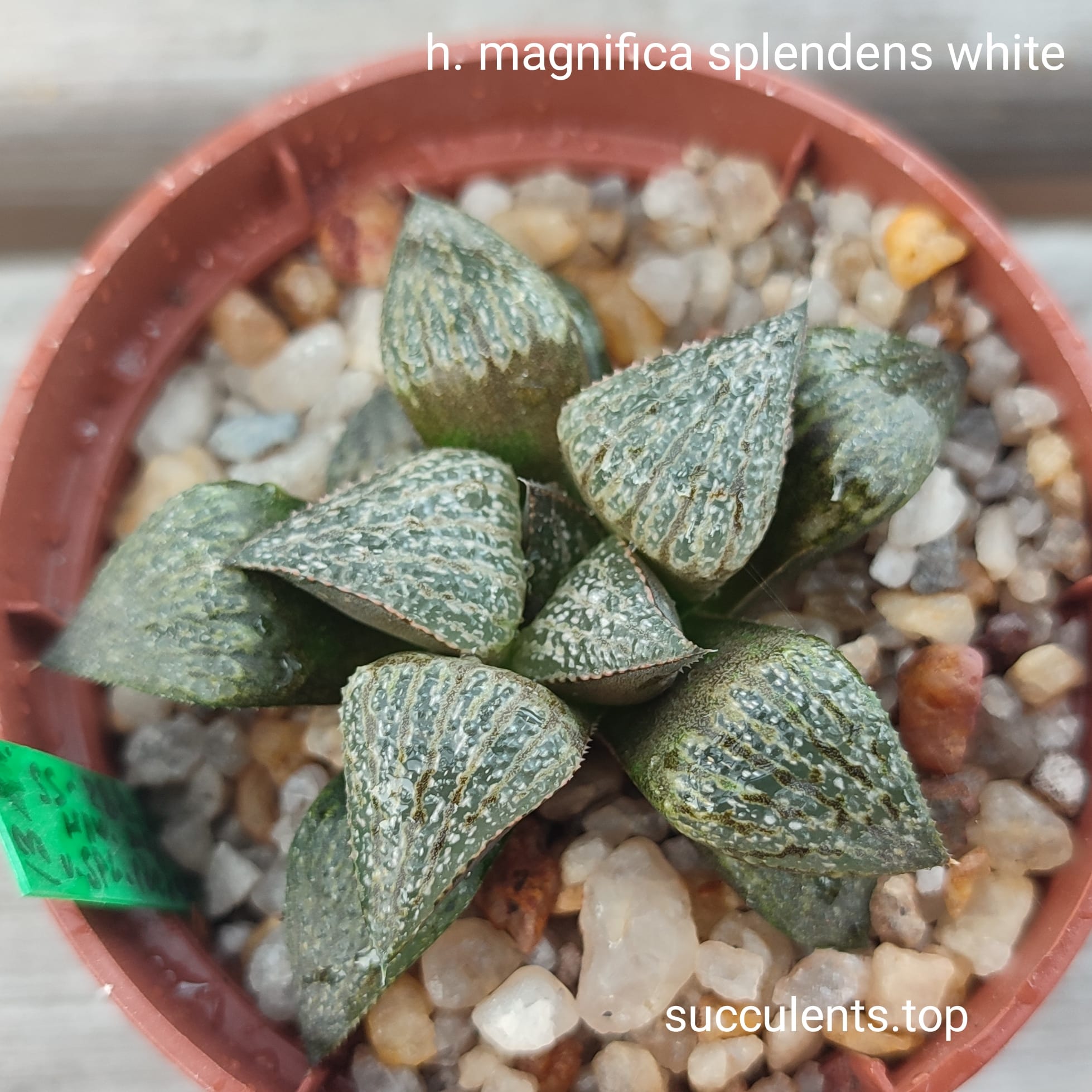 haworthia splendens white
