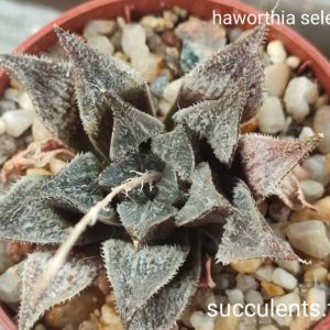 haworthia selection