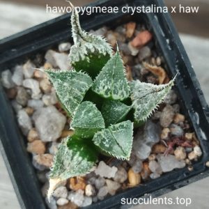 haworthia pygmeae crystalina x haw