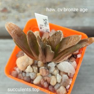 haworthia cv bronze age