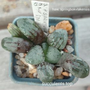 haworthia springbokvlakensis