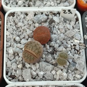 lithops mix 23