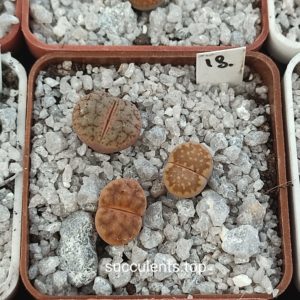 lithops mix 18
