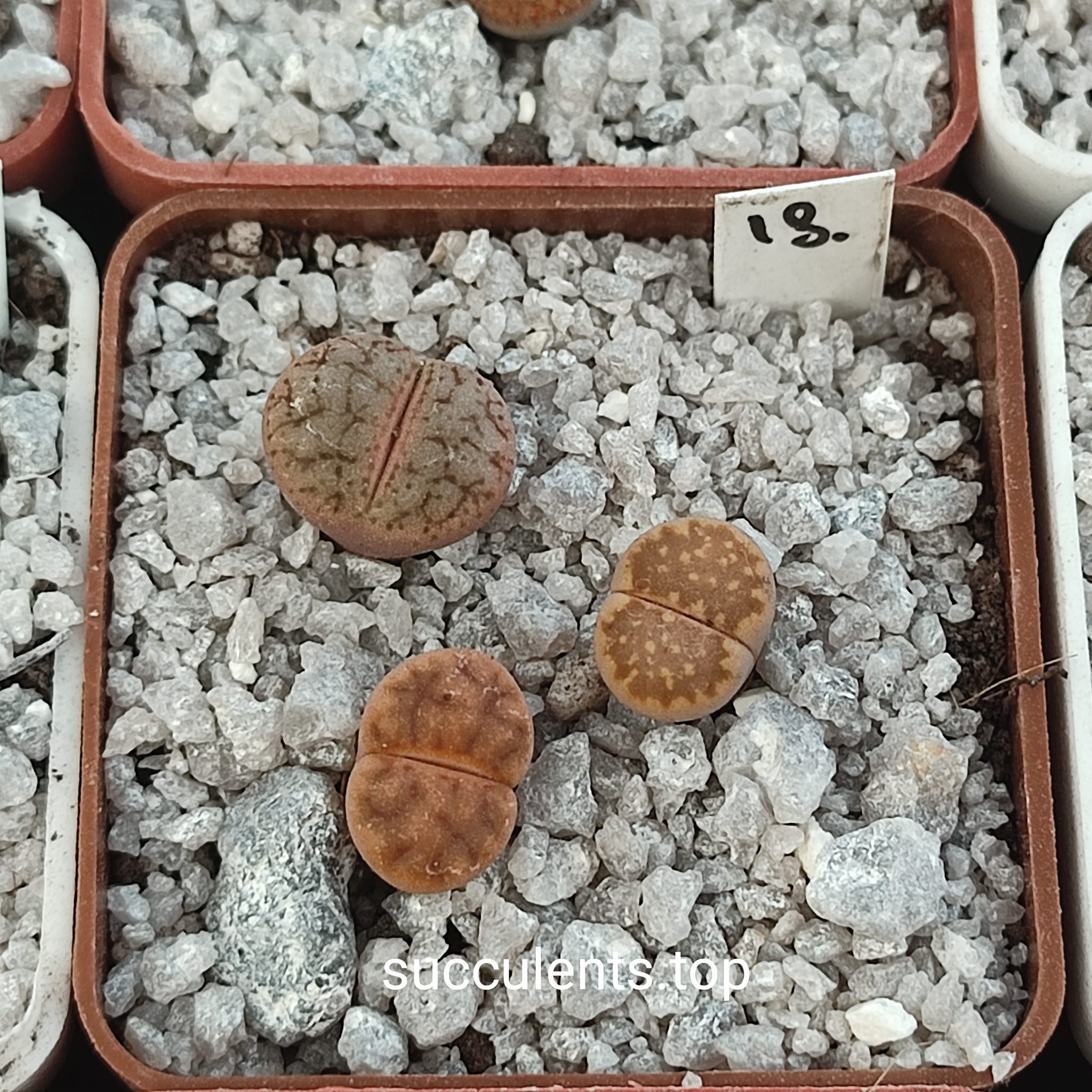 lithops mix 18