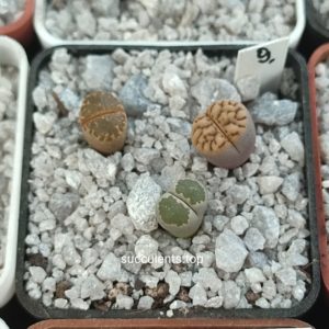 lithops mix 9