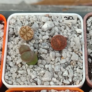 lithops mix 30