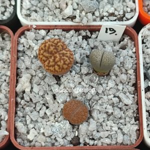 lithops mix 19