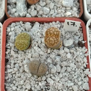 lithops mix 17