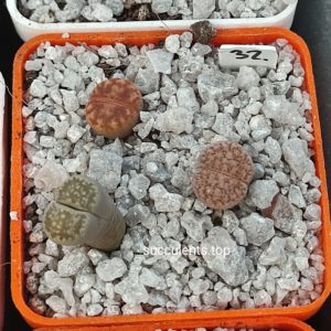 lithops mix 32