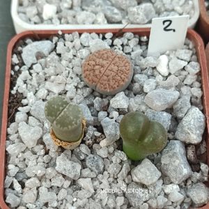 lithops mix2