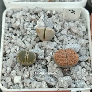 lithops mix 3