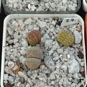 lithops mix 27