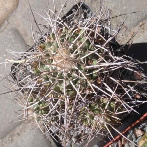 Mammillaria  tolimensis -s