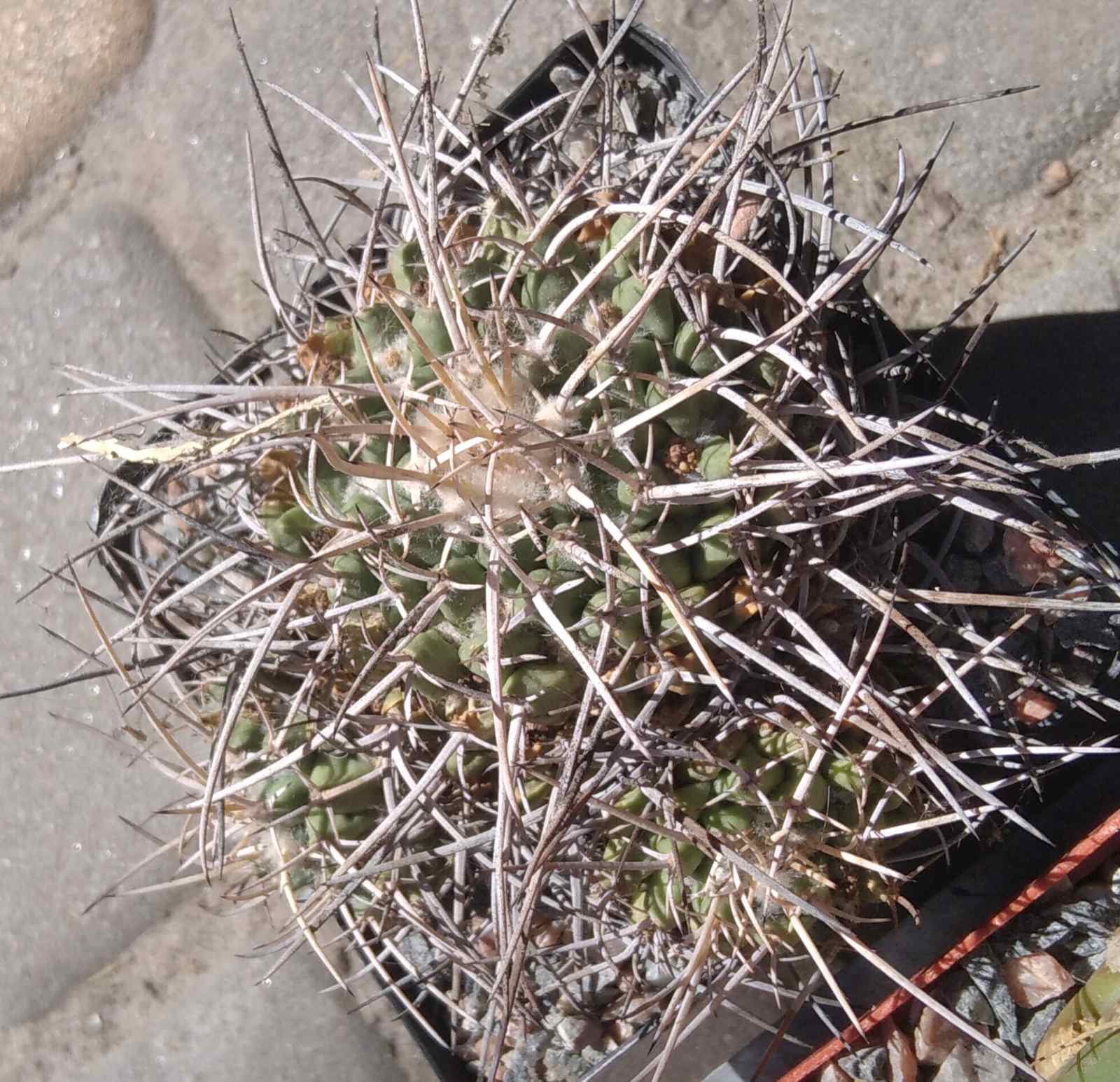 Mammillaria tolimensis -s