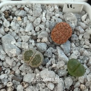 lithops mix 11