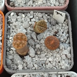 lithops mix 34