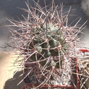 Lobivia hualfinensis -s