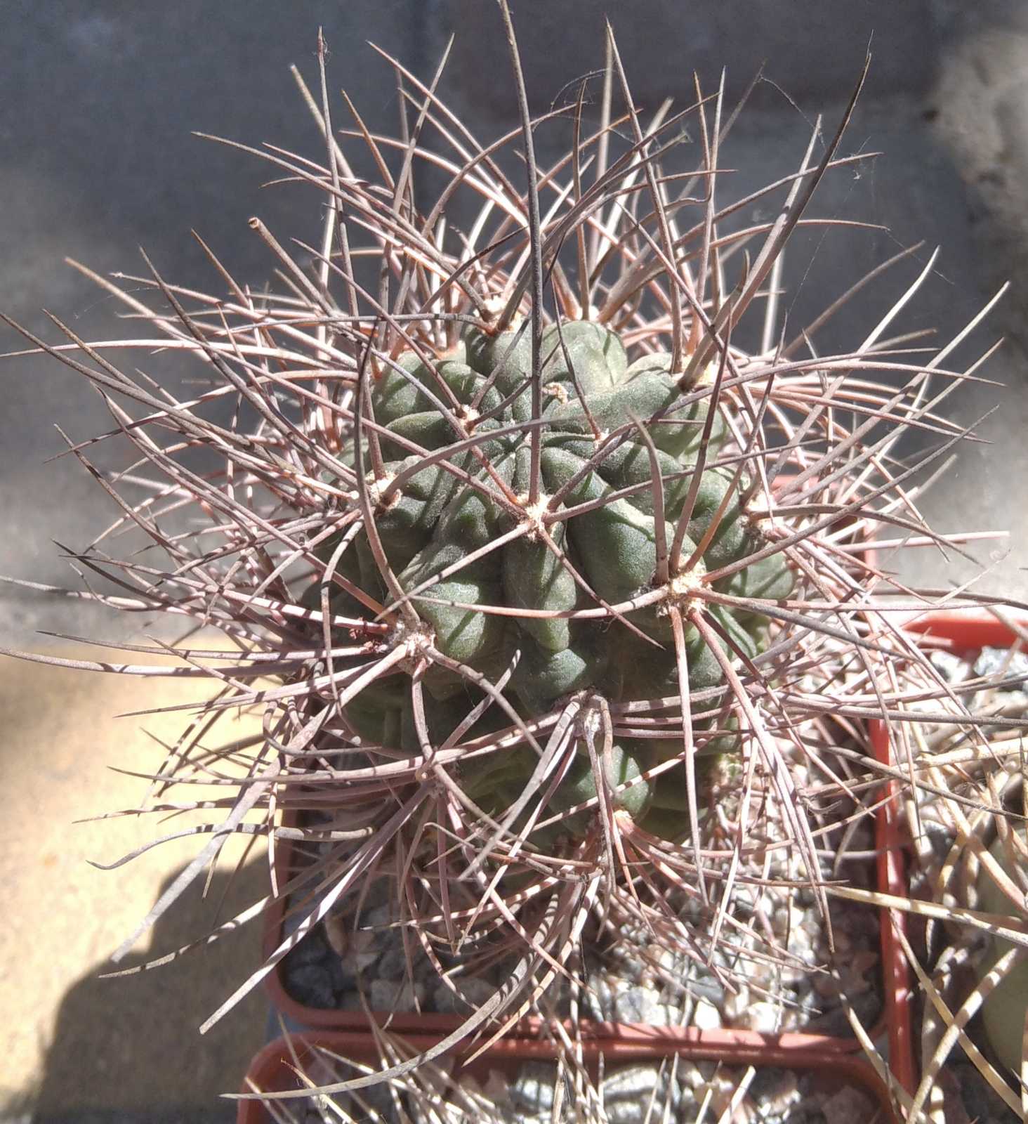 Lobivia hualfinensis -s