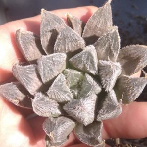 Haworthia  cooppery v. venusta -hybr-