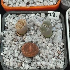lithops mix 28