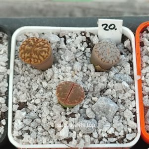 lithops mix 20