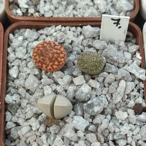 lithops mix 7