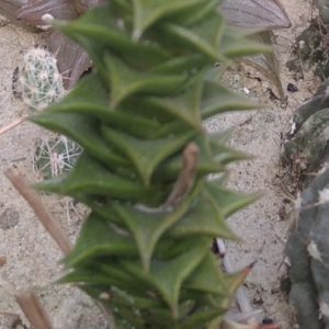 Astroloba foliolosa IB7003 -І. Bruer-