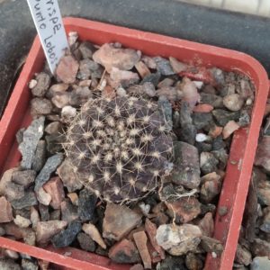 Neochilenia crispa -Punto Lobos-