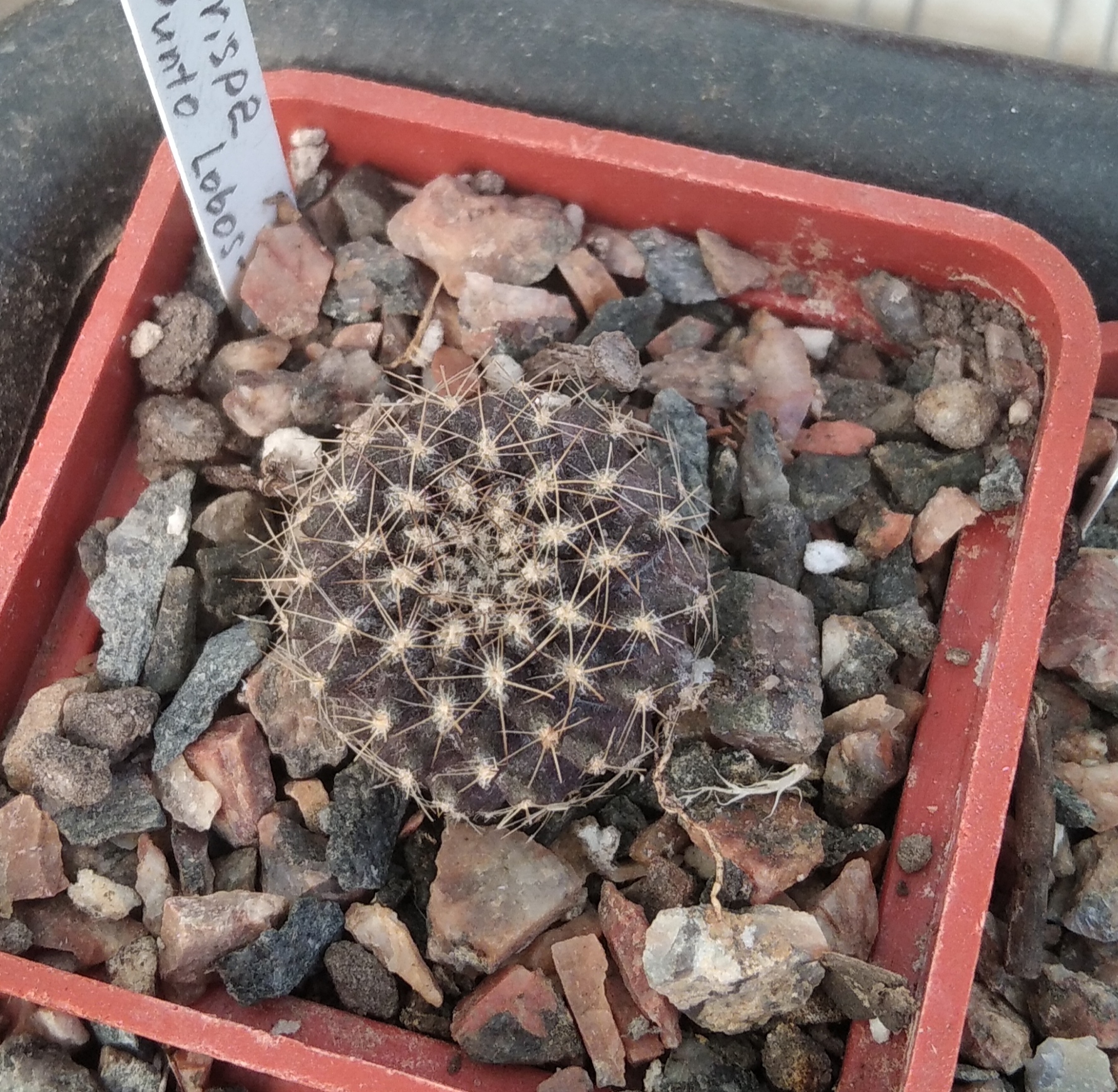 Neochilenia crispa -Punto Lobos-