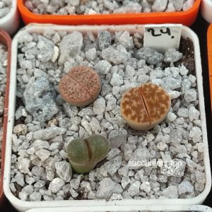lithops mix 24