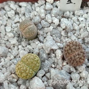 lithops mix 1