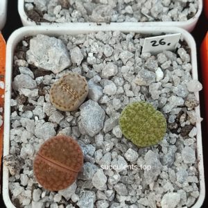 lithops mix 26