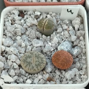lithops mix 4
