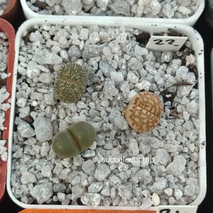 lithops mix 22