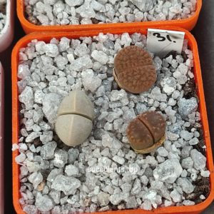 lithops mix 31