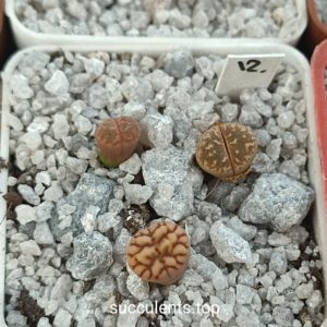 lithops mix 12