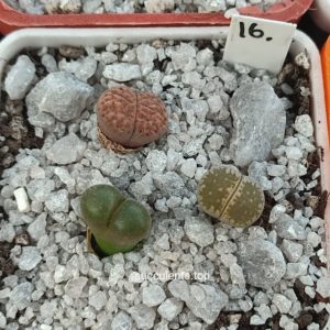 lithops mix 16