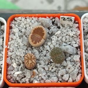 lithops mix 25