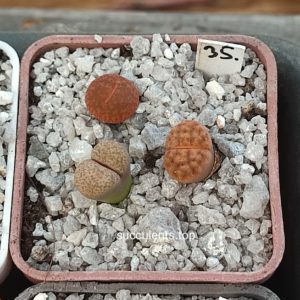 lithops mix 35