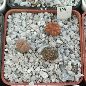 lithops mix 14