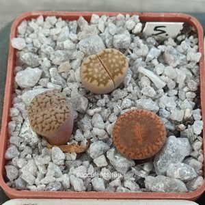 lithops mix 5