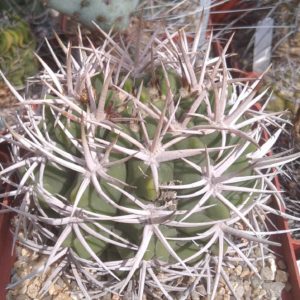Gymnocalucium  ferocior -  - колекційна рослина-