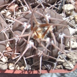 Gymnocalycium  spec Telaritos -Koehres-