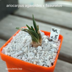 ariocarpus agavoides x fissuratus