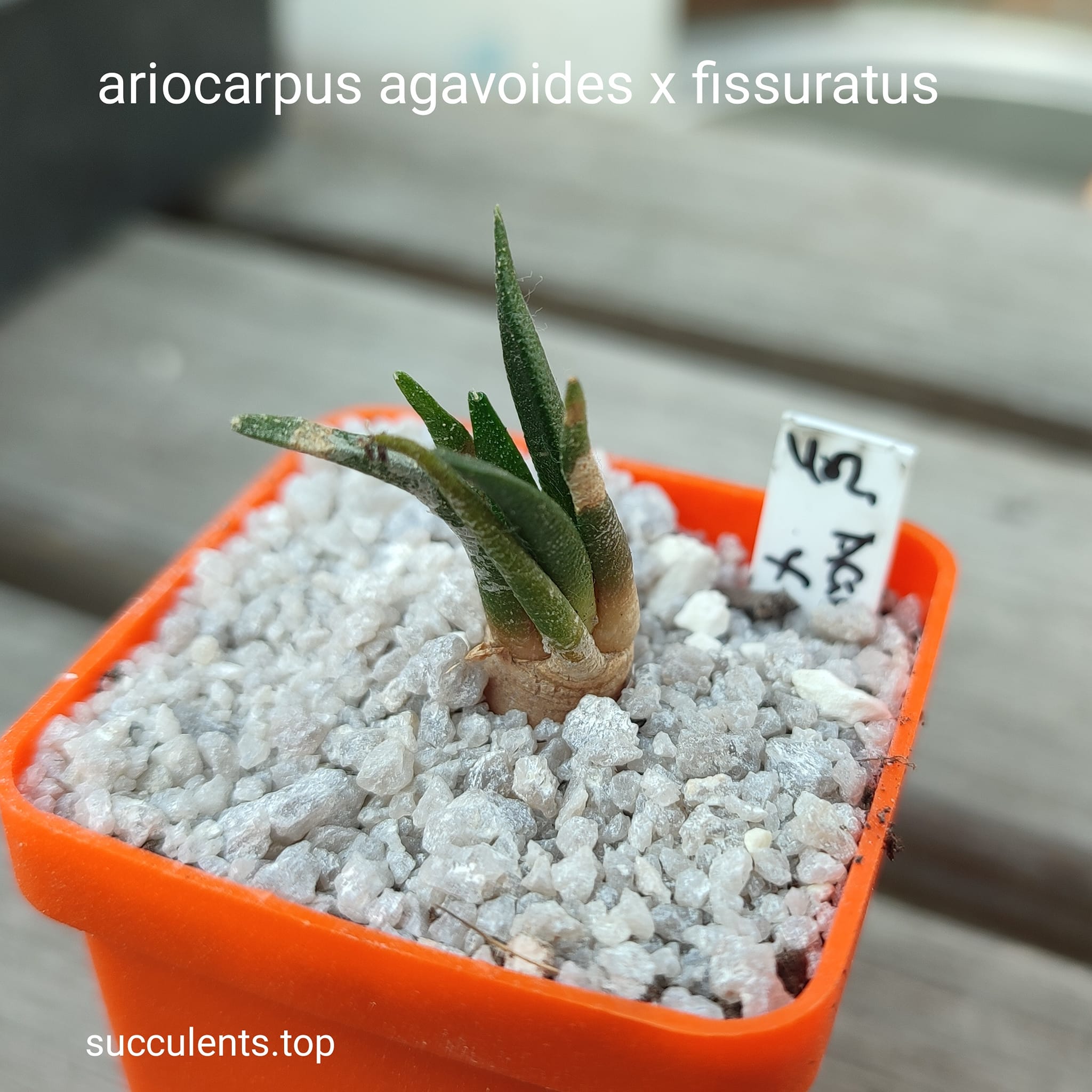 ariocarpus agavoides x fissuratus
